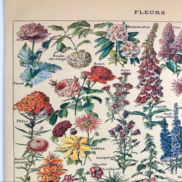 Adolphe Millot 1909 Fleurs Floral Print 1 of 5 - Picture 5 of 6